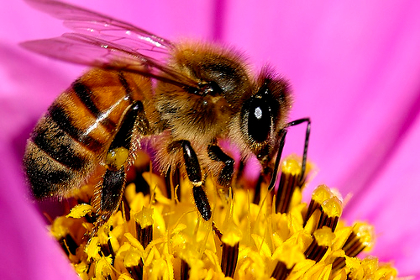 Bee on Fuchsia Flower