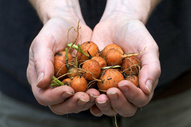 Handful of Carrots