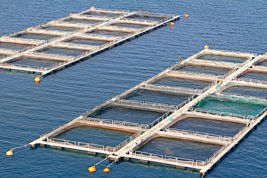 Ocean Fish Farming
