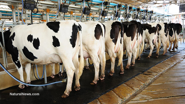 cow-automation-farming-agricultural