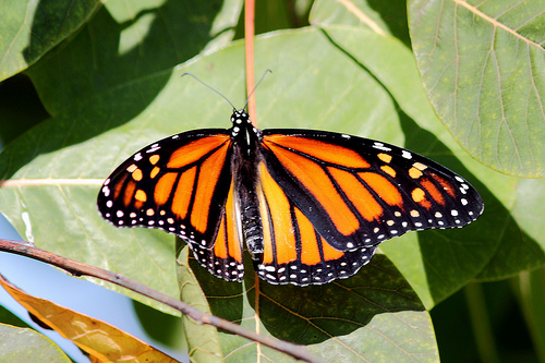 monarch flutterbye