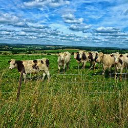 cows-field-cattle-livestock-250x250