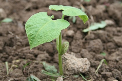 bean seedling