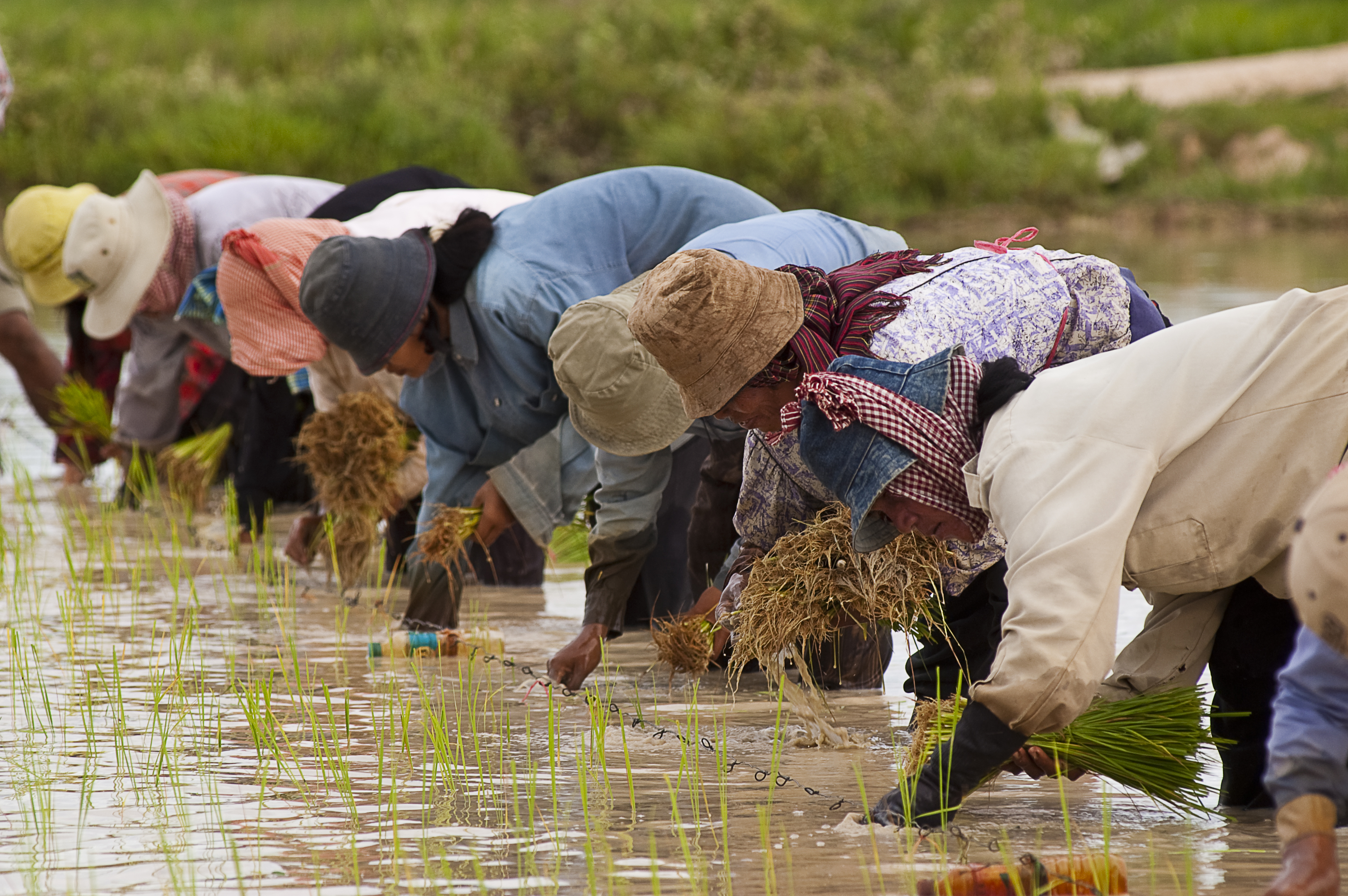 cambodian farmers planting rice