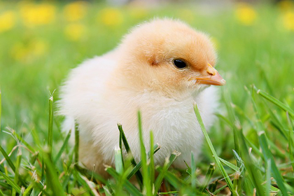 Avian Flu: A Chicken & Egg Story?
