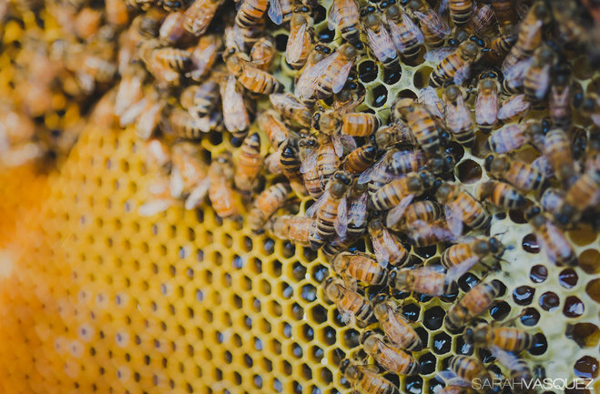 Seattle Urban Beekeeping Builds a Buzz