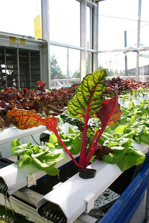 aquaponics with vibrantly colored plants