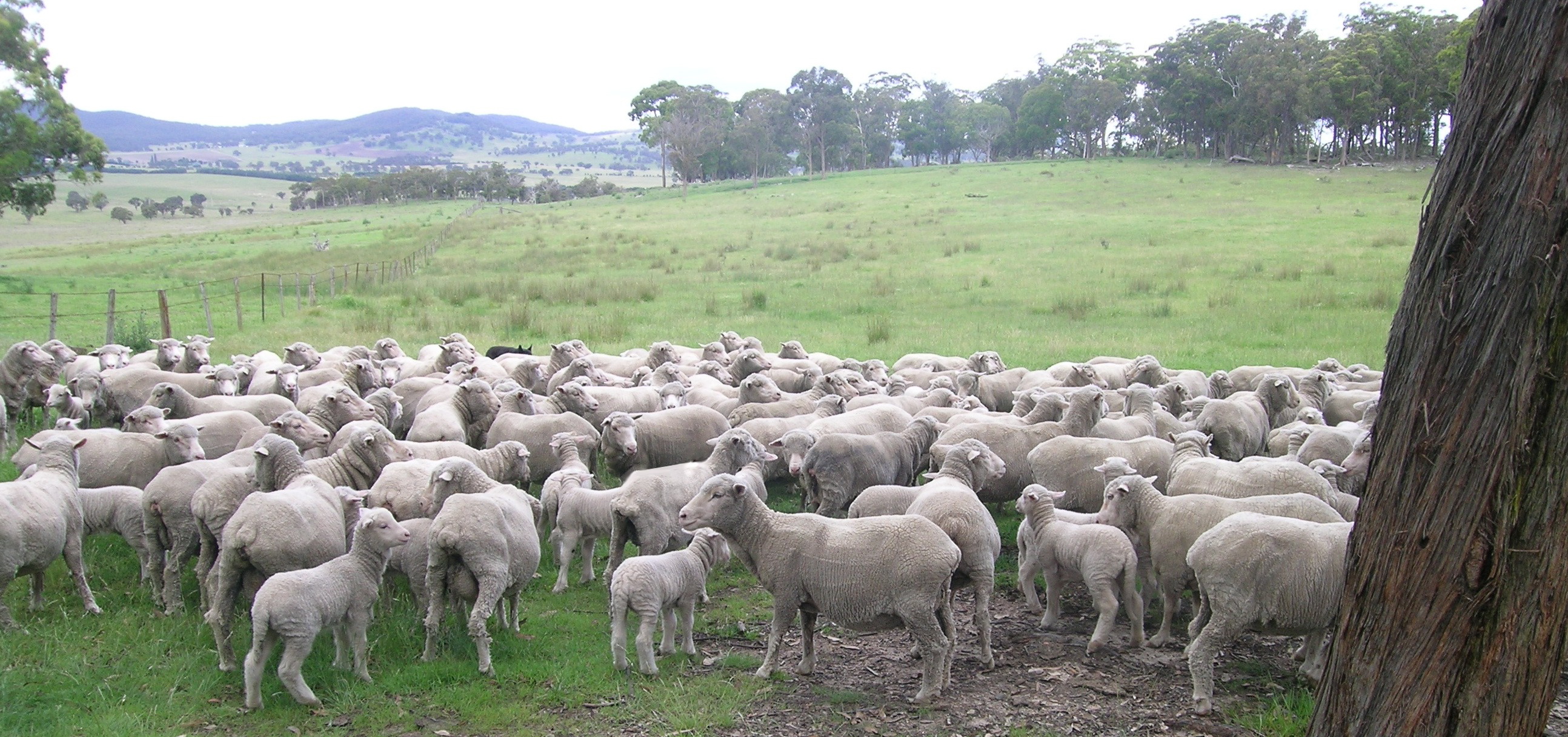 merino ewes