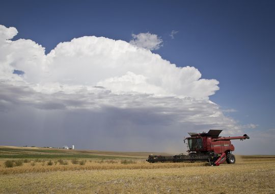 How pulse crops are saving Montana grain farmers