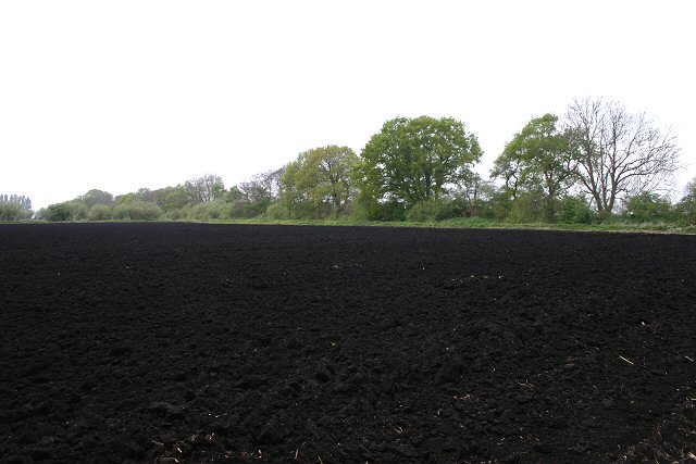 black soil