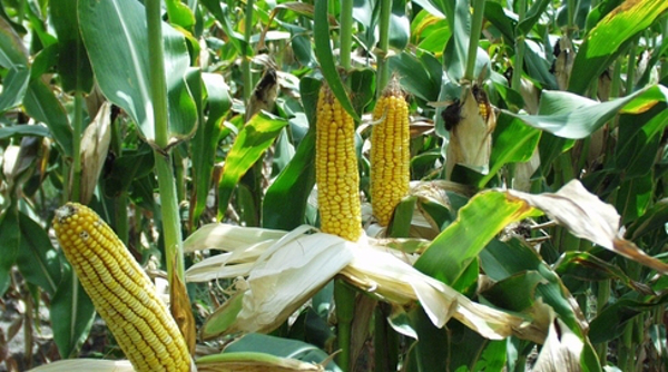 gmo corn
