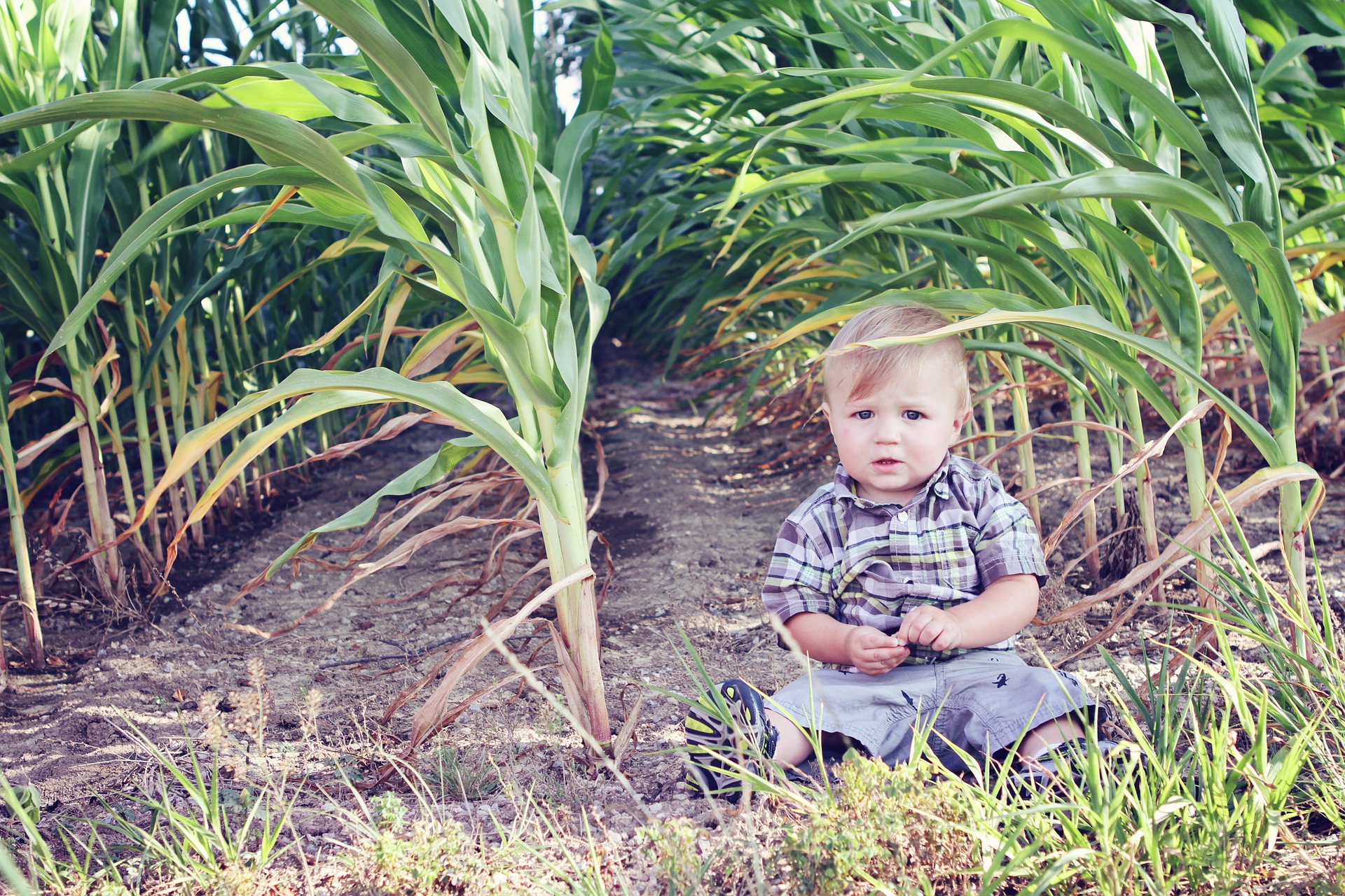 Child in cornfield
