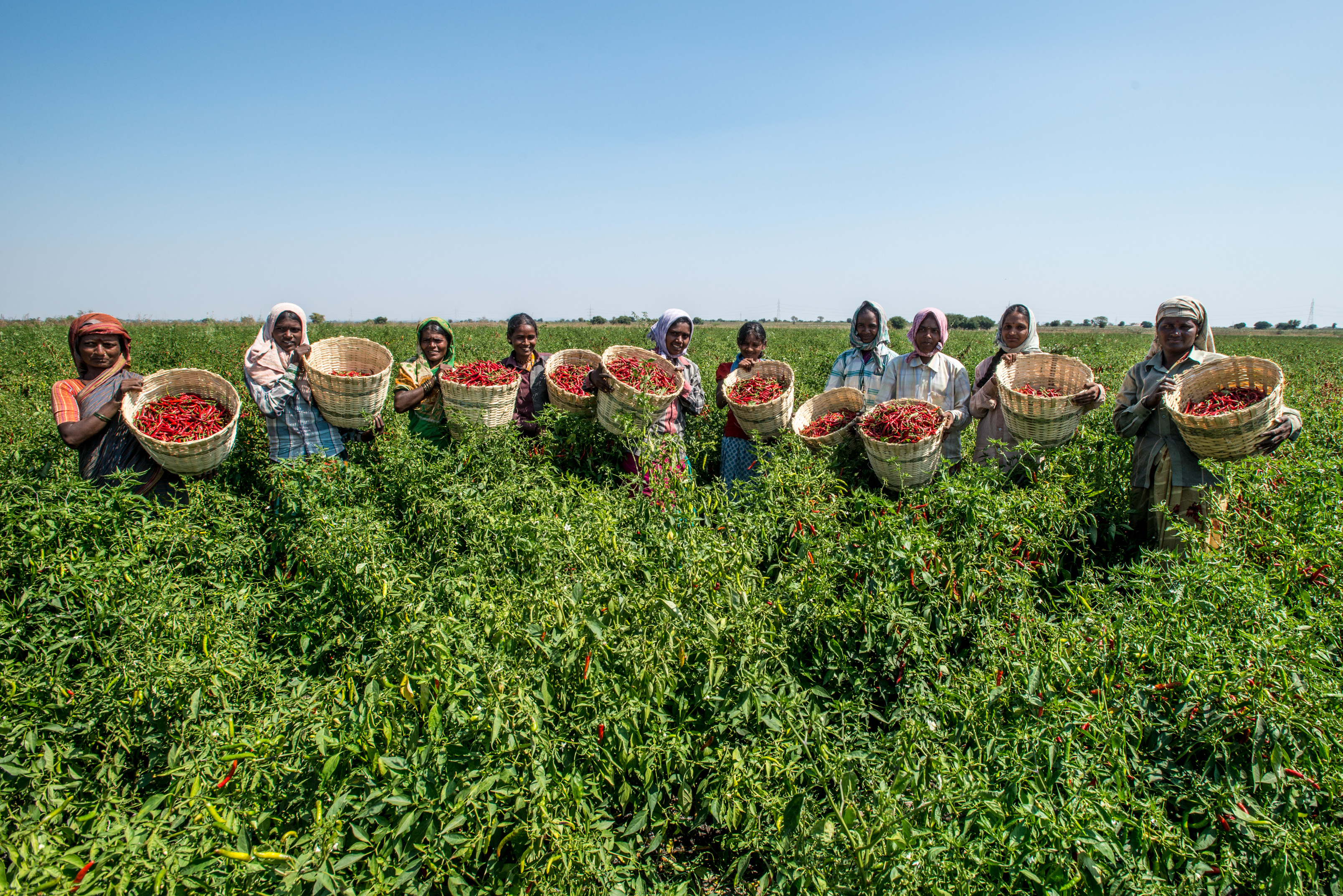 a group of indian women farmers karnataka spice value chain development 2015