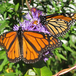 butterfly_monarch_purple_flower_250x250