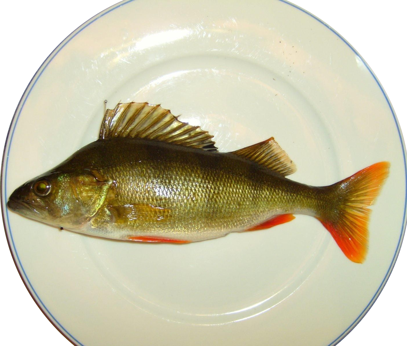 fishplate