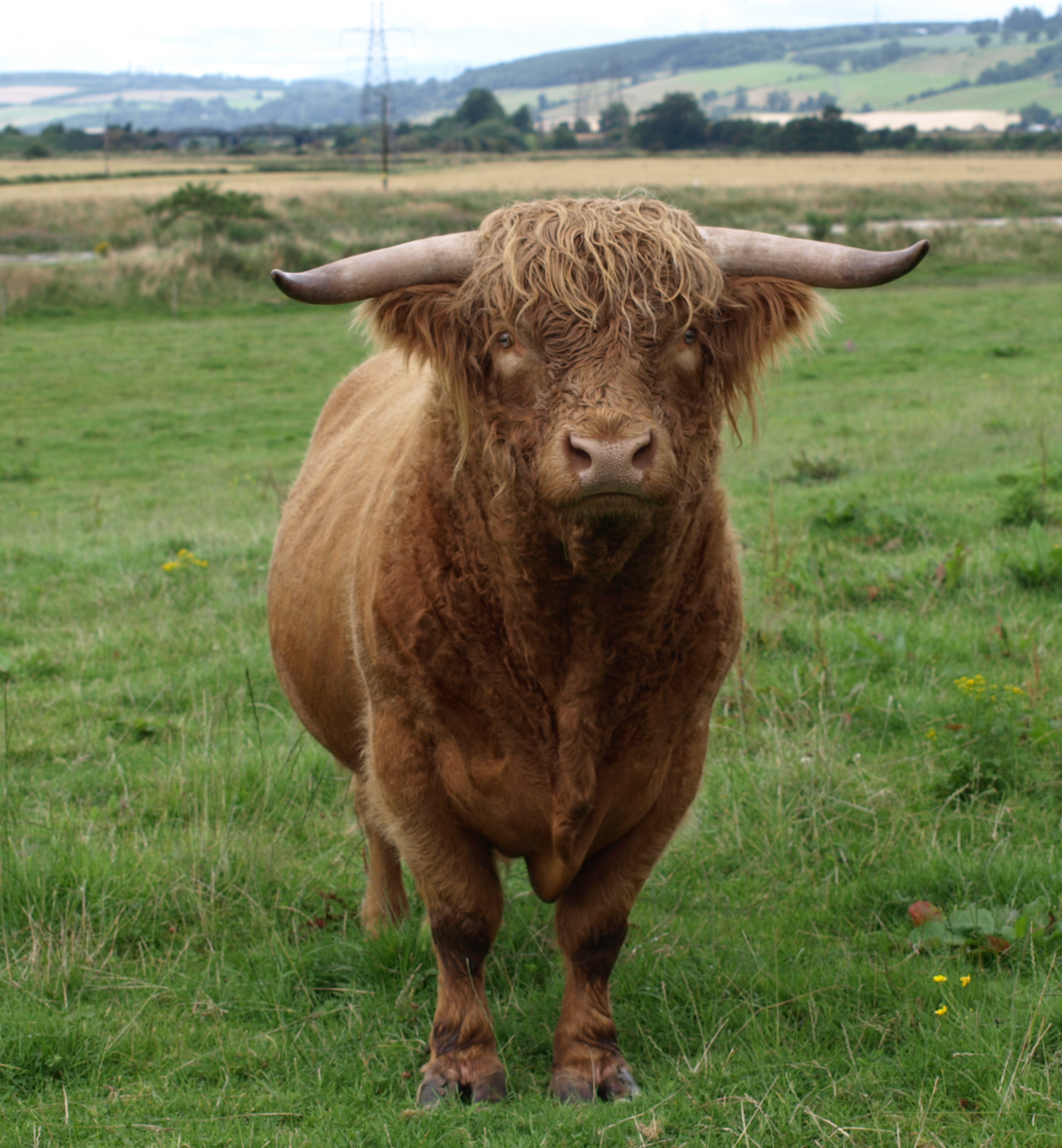 highland cattle bull