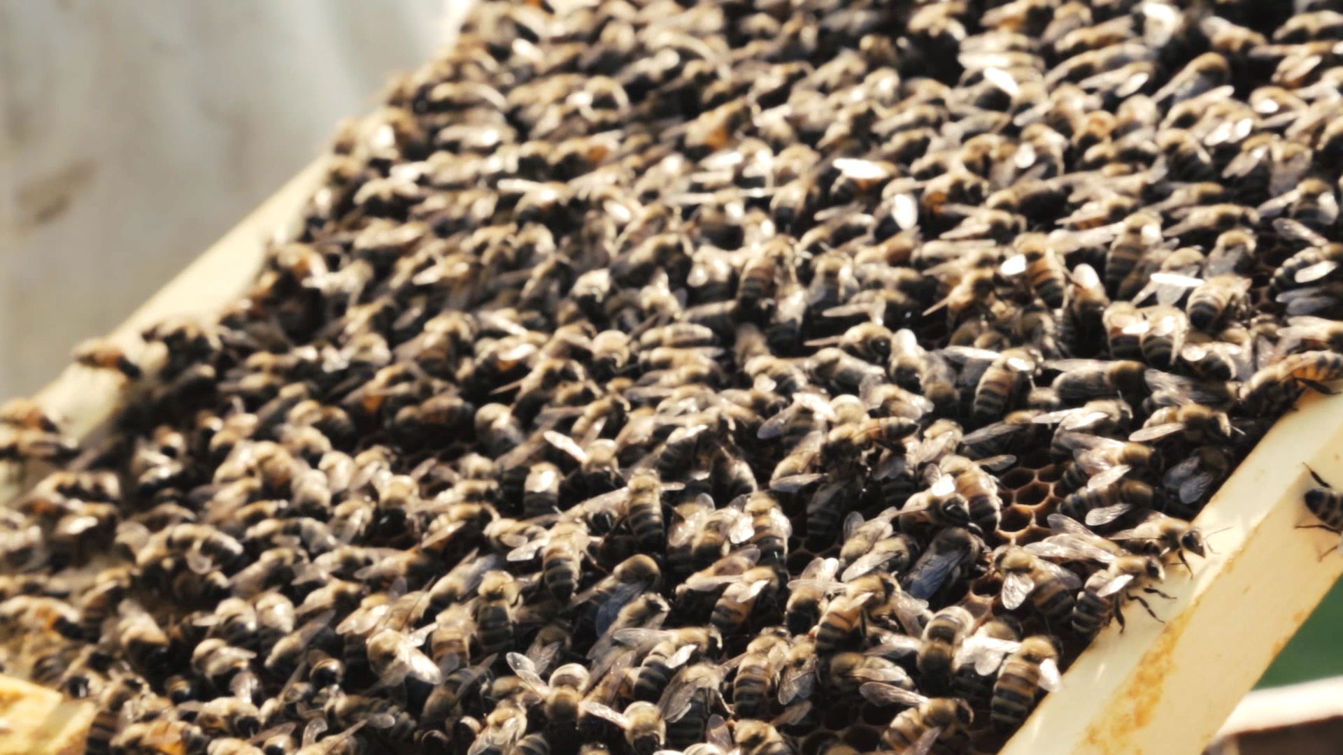 Arkansas Bee Farm Looks to Diversify as Population Declines