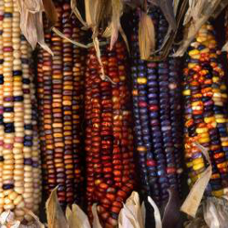 mexican_maize_250x250