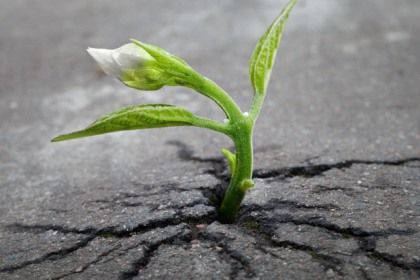 sprout in pavement