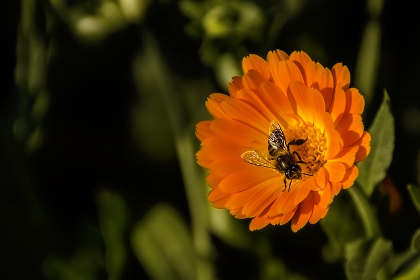 Bee on calendula flower