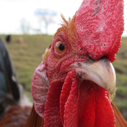 Close up of rooster