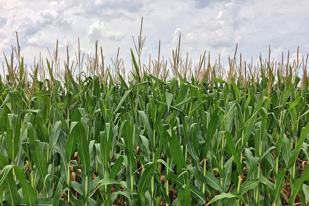 Corn crop in a farmers field