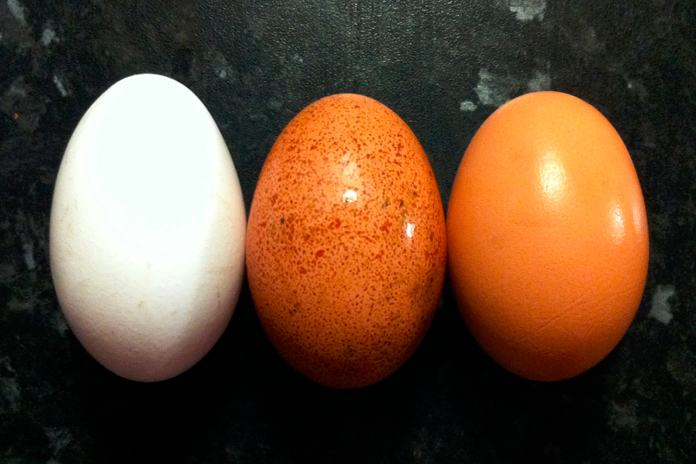 White, speckled (red), and brown chicken eggs