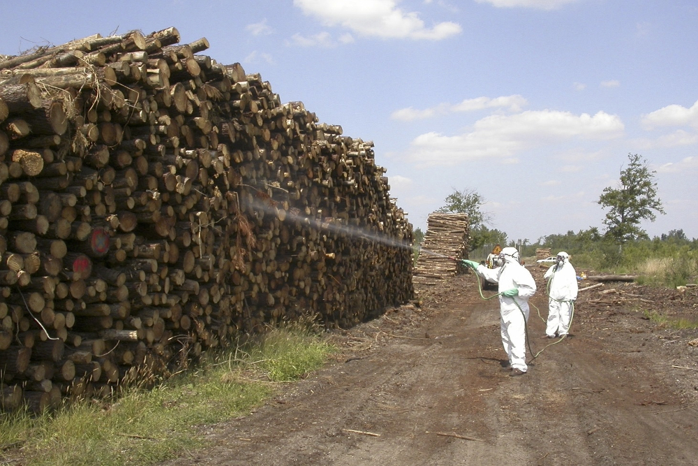 Insecticide being sprayed on pine lumber