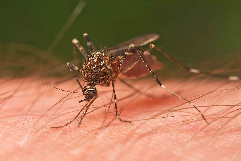 A mosquito consuming blood