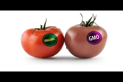 Tomatoes labeled organic and GMO