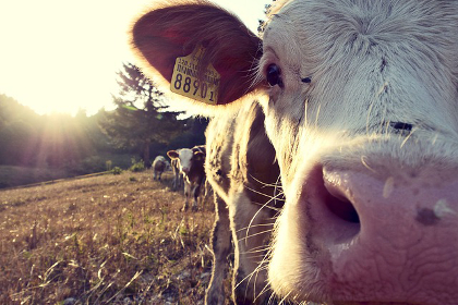 Close-up of a cow in a sunny field