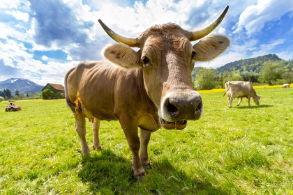Large steer in pastured field
