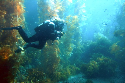 A diver swims through a kelp forest
