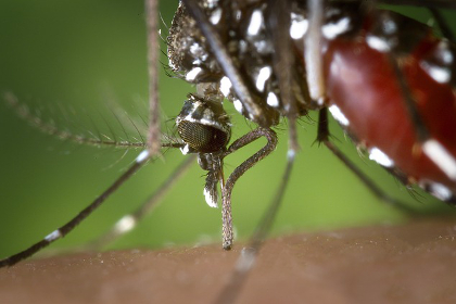 Mosquito biting a host