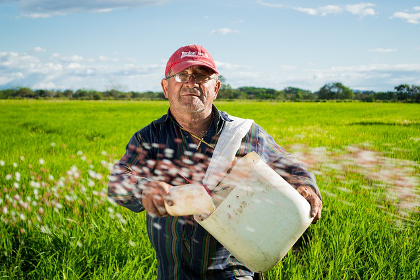 Farmer in rice field