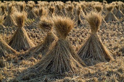 Crop stacks of rice straw