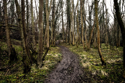 Muddy trail through a dark forest