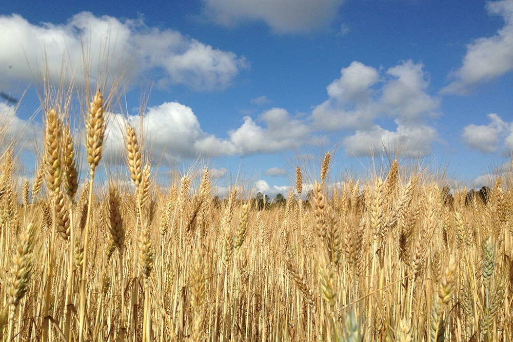 Wheat farm