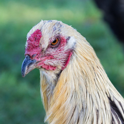 Close-up of angry-looking rooster