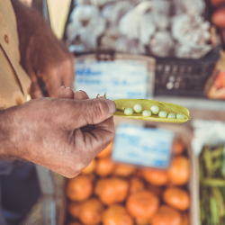 Man holding peas in a pod at a farmer's market