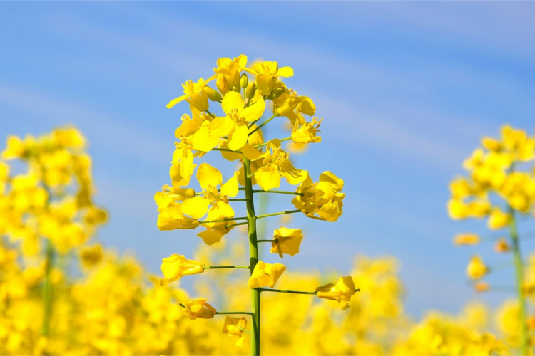 flowering canola plant in field of canola