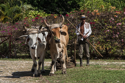 Cuban farmer with pair of ox livestock on an agricultural farm