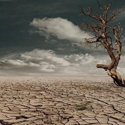 Dry dead tree in the middle of an arid desert