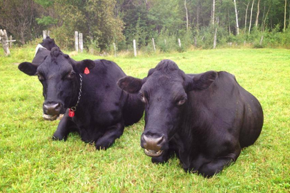 two black dairy cows laying in the grass