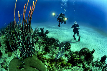 Divers at the ocean floor by a coral reef