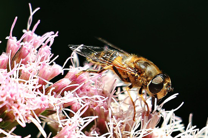 Bee collecting pollen and eating nectar on a pink flower