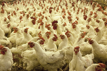 Hundreds of chickens confined together