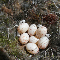 Eggs sitting in a moss covered nest