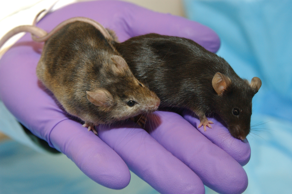 A genetically modified mouse in which a gene affecting hair growth has been knocked out (left), shown next to a normal lab mouse.
