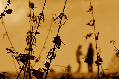 Dying nettle stalks against a sunset